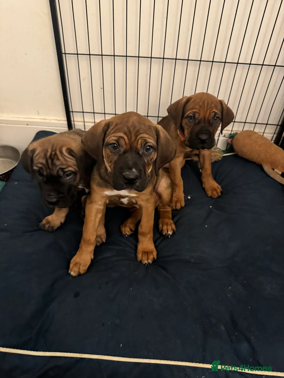 Cane Corso dogs for sale: Ready to go Thursday 2boys 1girl cane Corso pups - Advert 8