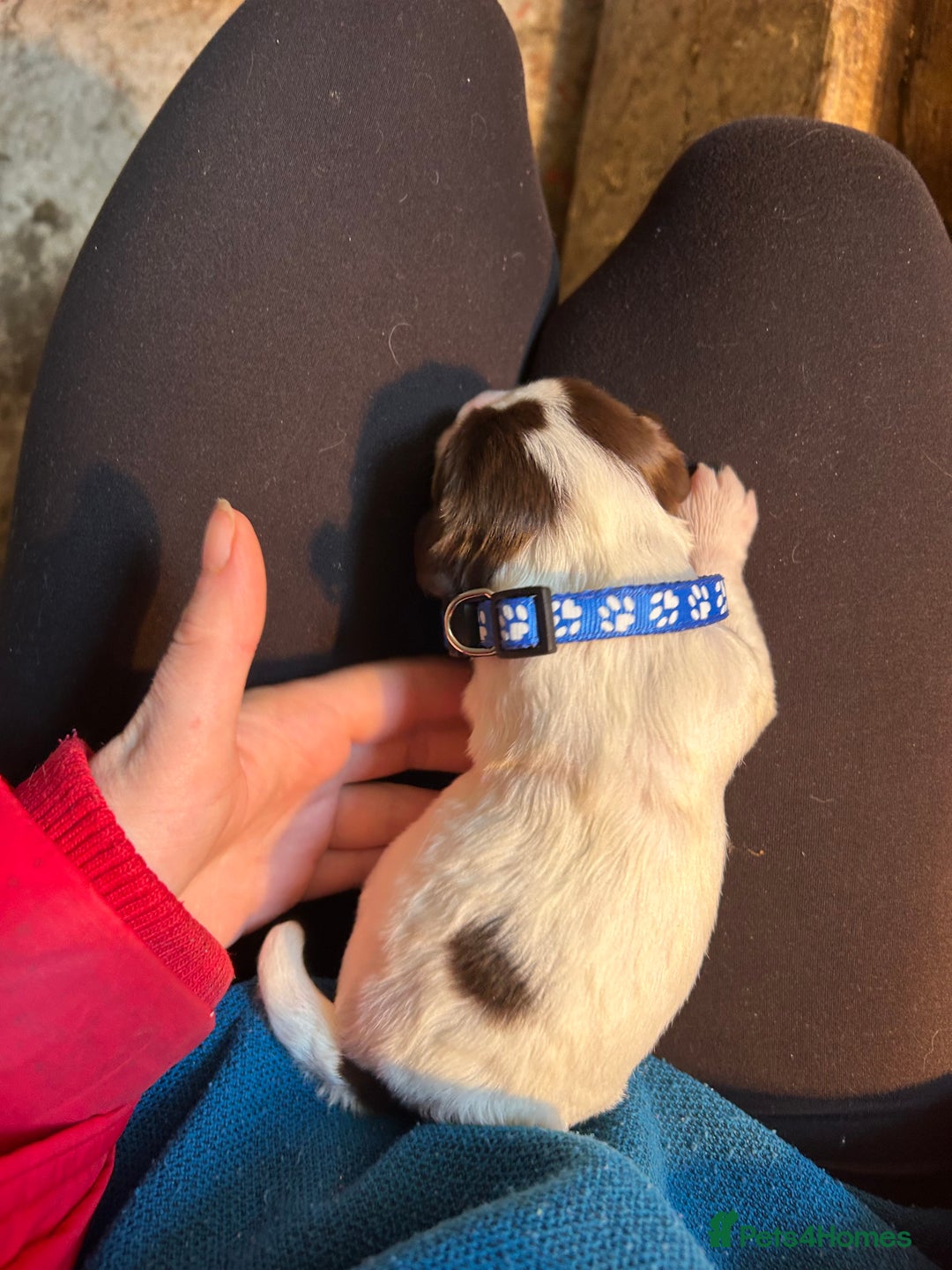 English Springer Spaniel dogs for sale: KC Working Springer Spaniel Puppies - Advert 3