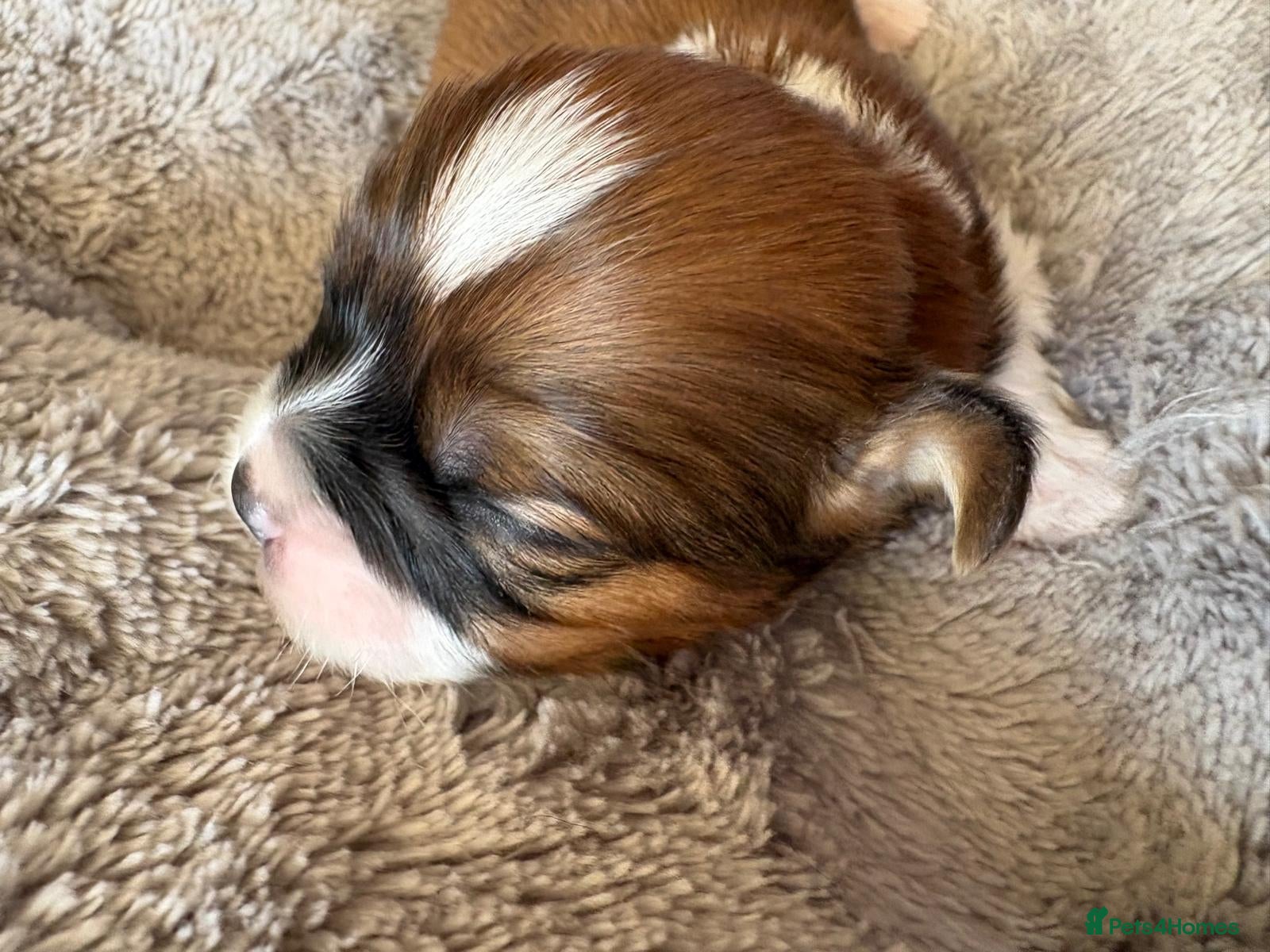 Shih Tzu dogs for sale: Shih Tzu Puppies From Small Imperial-Type Mum - Advert 20