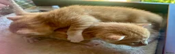 Mixed Breed cats for sale: Star has had a lovely litter of 5! - Advert 7