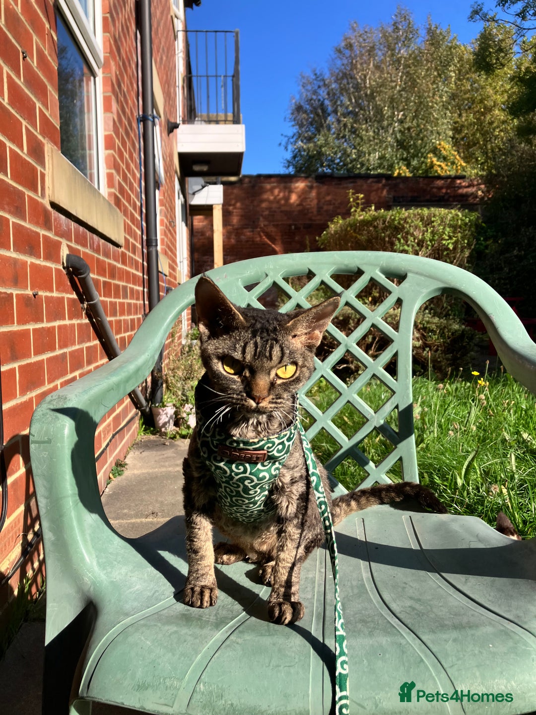 Devon Rex cats for sale: GCCF Registered Young Adult Females - Advert 16