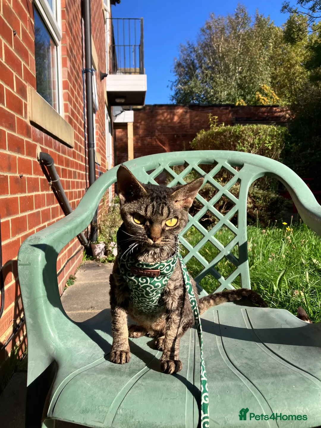 Devon Rex cats for sale: GCCF Registered Young Adult Females - Advert 1