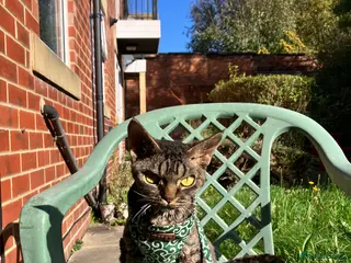 Devon Rex cats GCCF Registered Young Adult Females - Advert 2