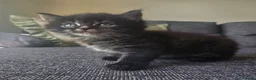 Mixed Breed cats for sale: Adorable long haired girls looking for 5* homes - Advert 6