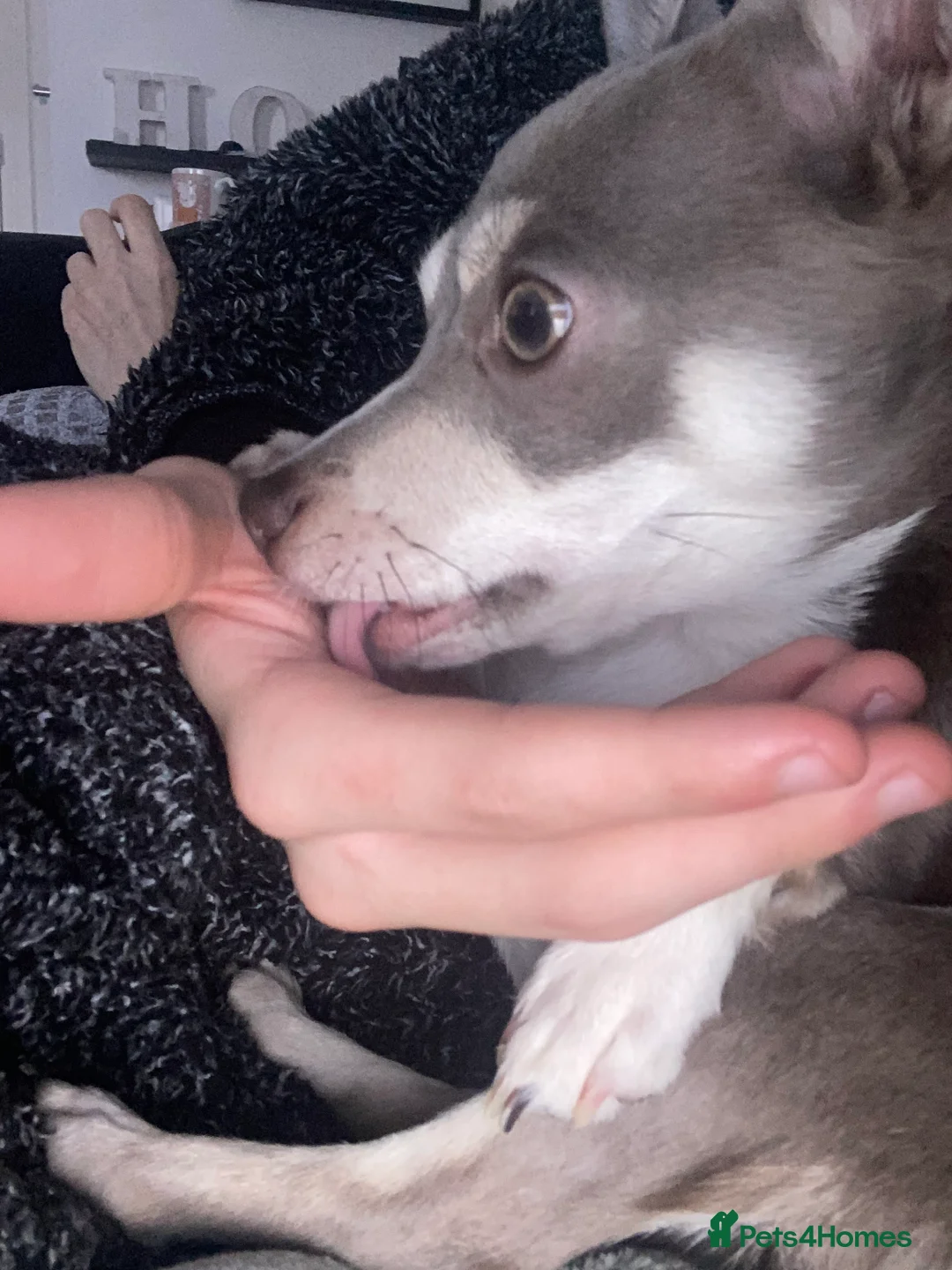 Chihuahua dogs for sale: Female Chihuahua  - Advert 3