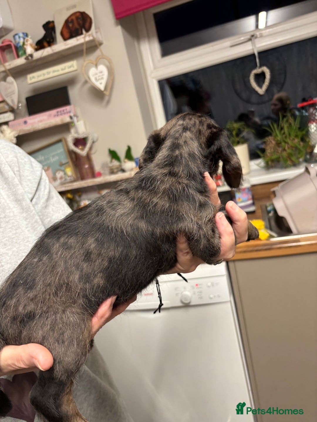 Doxiepoo dogs for sale: doxipoo puppies READY NOW - Image 10