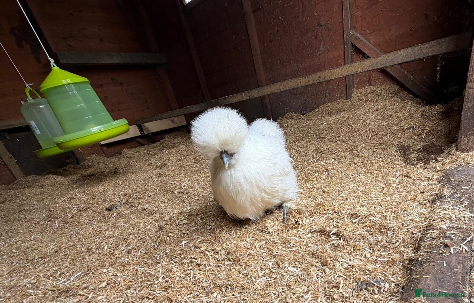 Chickens poultry for sale: Mixed Hatching Eggs  - Advert 2