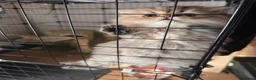 Persian cats for sale: Stunning Persian chinchilla kittens  - Advert 11