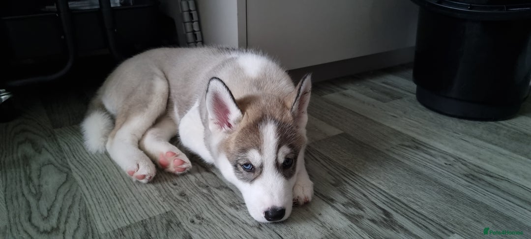 Siberian Husky dogs for sale: Husky puppies - Image 21