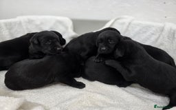 Labrador Retriever dogs for sale: 🐾 Adorable Black Labrador Puppies Ready Soon 🖤🐾 - Image 4