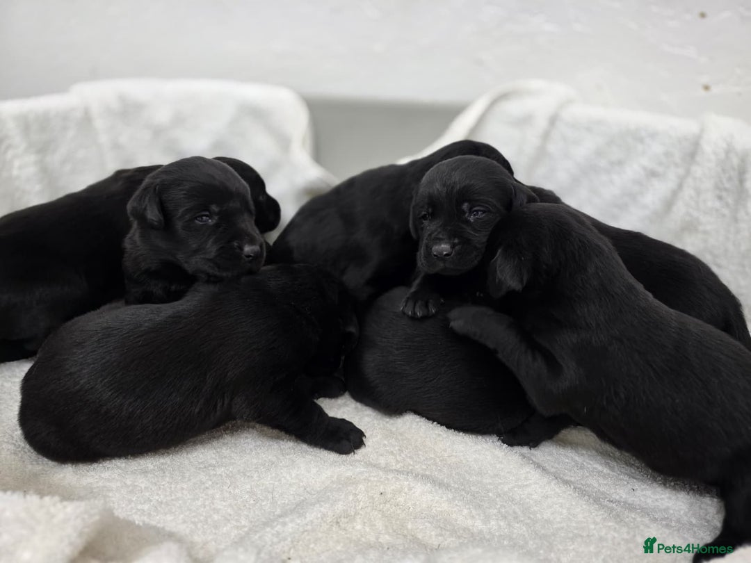 Labrador Retriever dogs for sale: 🐾 Adorable Black Labrador Puppies Ready Soon 🖤🐾 - Image 4