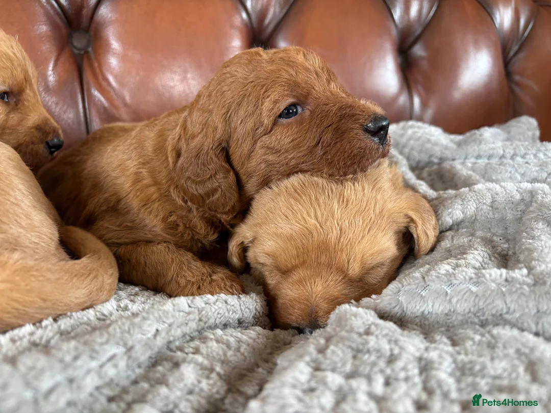 Labradoodle dogs for sale: F1 Labradoodle Puppies  - Advert 10