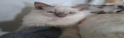 Ragdoll cats for sale: GCCF Lilac boy waiting for his forever home - Advert 1