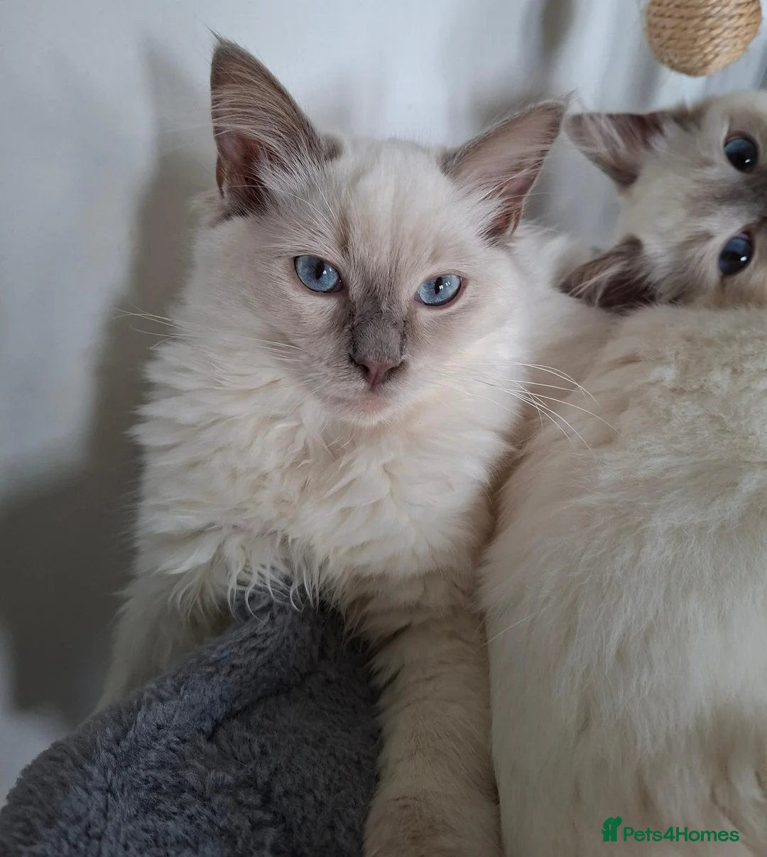 Ragdoll cats for sale: GCCF Lilac boy waiting for his forever home - Advert 1