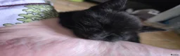 Mixed Breed cats for sale: Kittens ready for new homes - Advert 4