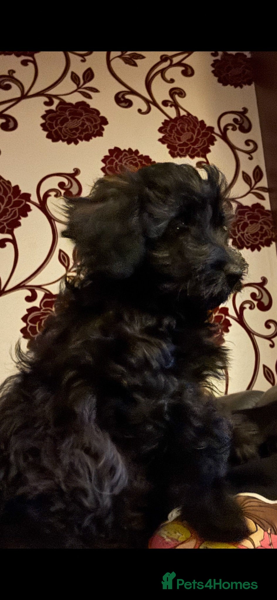 Cockapoo dogs Cockapoo girl left on her own READY NOW - Advert 1