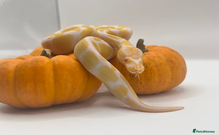 Python Snake reptiles - Advert 8