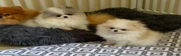 Pomeranian dogs for sale: Pomeranian Puppies  - Advert 1