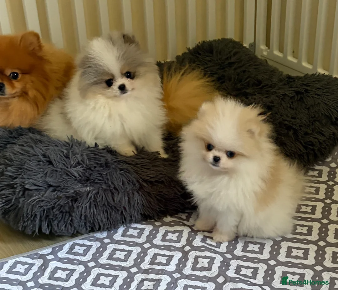 Pomeranian dogs for sale: Pomeranian Puppies  - Advert 1