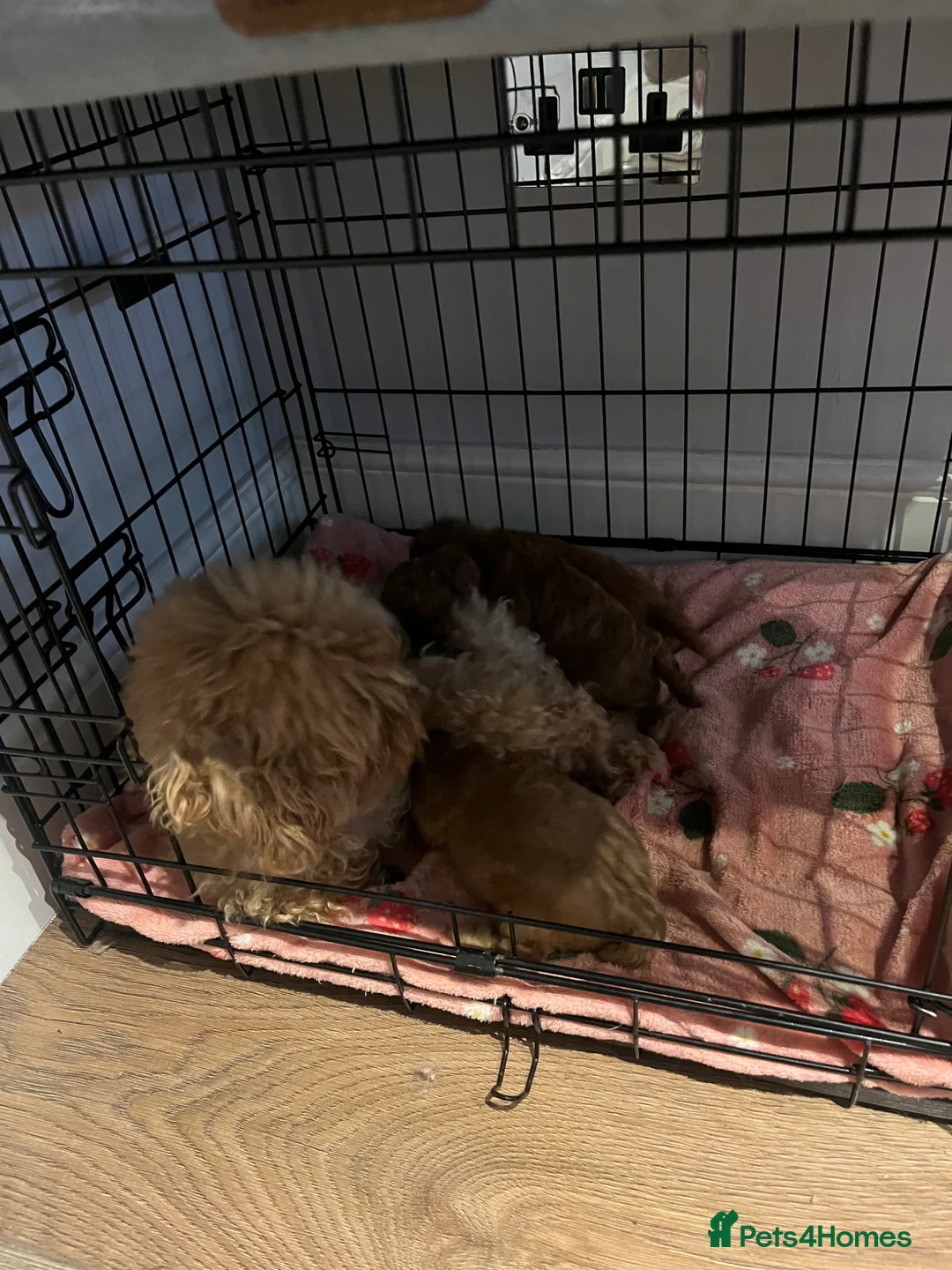 Toy Poodle dogs for sale: Beautiful toy/asian poodle puppies available in London - Advert 14