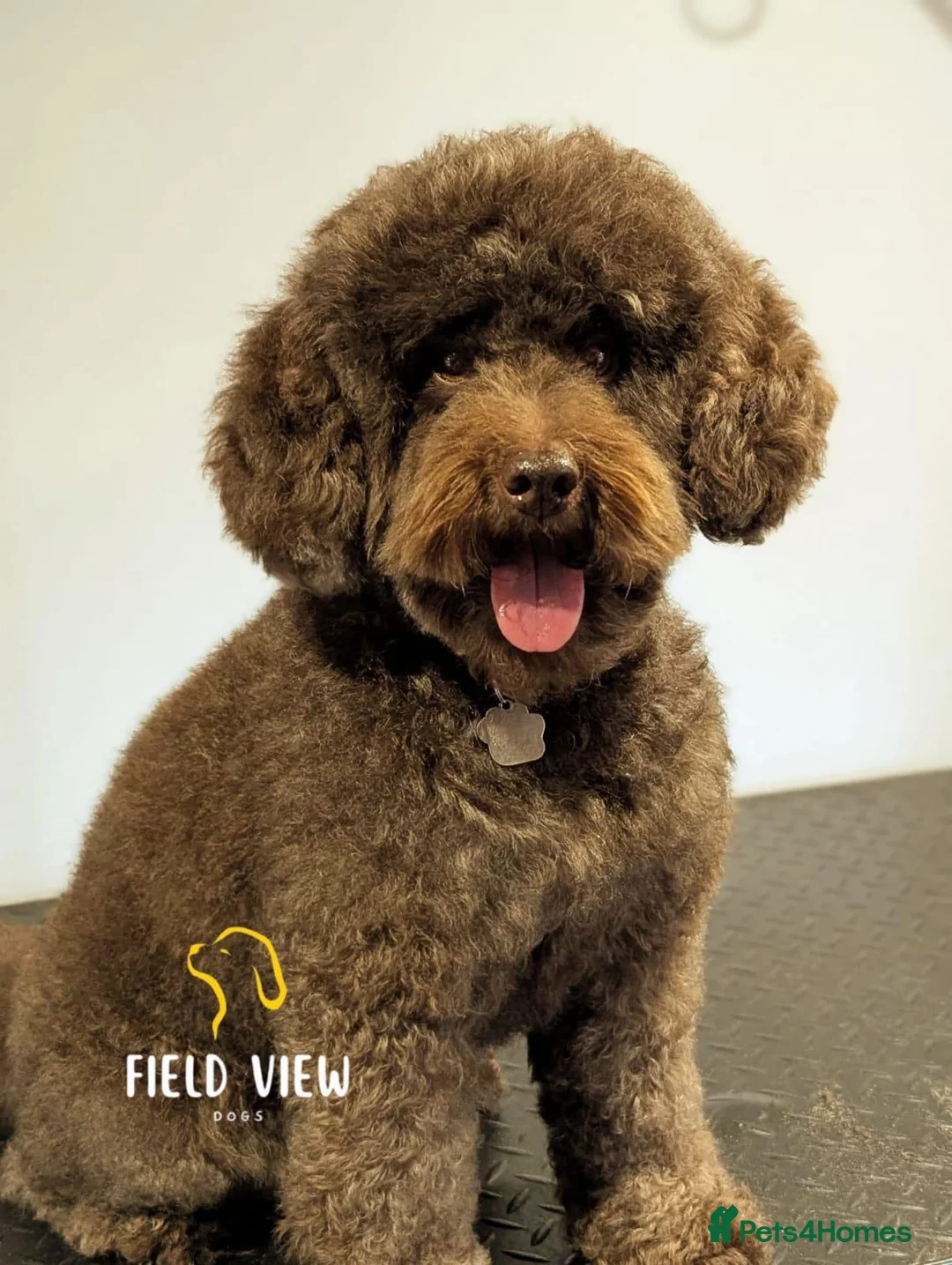 Sproodle dogs for sale: F1 Sproodles 🤎 🐾 - Advert 4