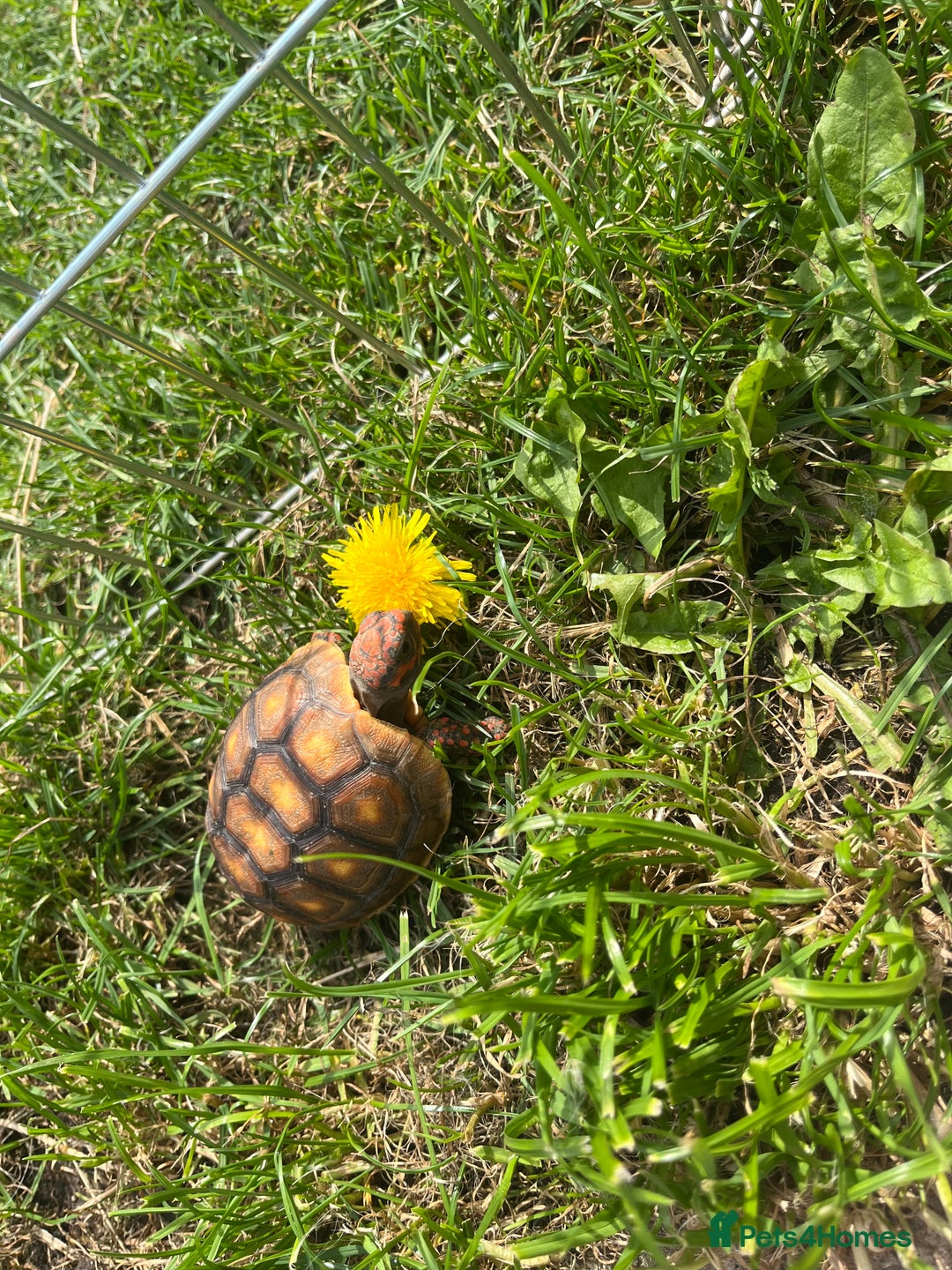 Tortoise reptiles for sale: Baby red foot tortoise  - Image 2
