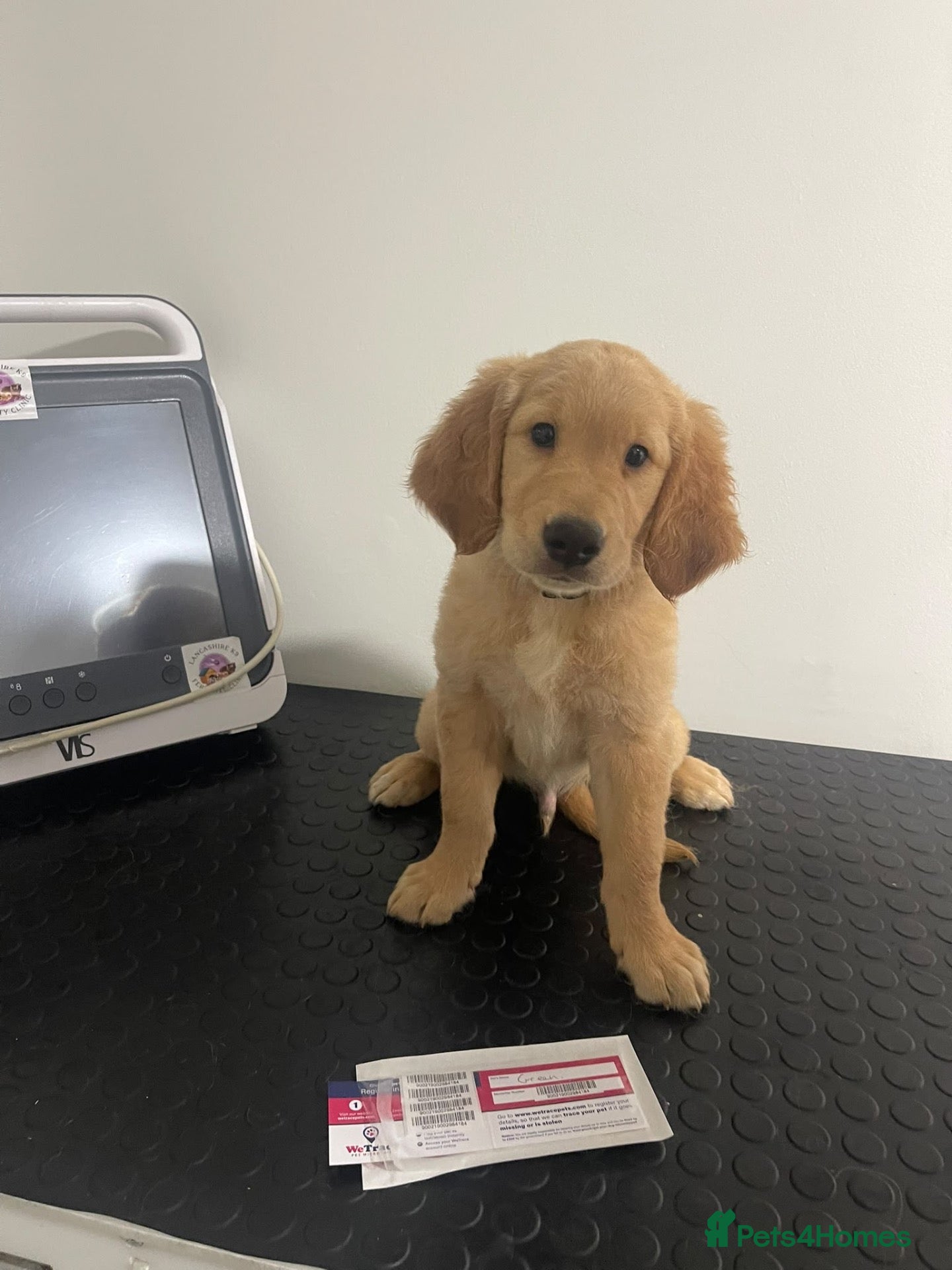 Golden Retriever dogs KC Registered Golden Retriever Puppies - Advert 1