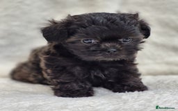 Shih Tzu dogs for sale: Gorgeous Small Imperial Shih tzu puppies READY - Image 23