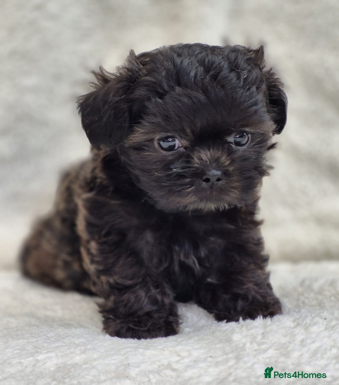 Shih Tzu dogs for sale: Gorgeous Small Imperial Shih tzu puppies READY - Image 23