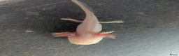 Axolotl reptiles for sale: Baby Axolotl  - Advert 9