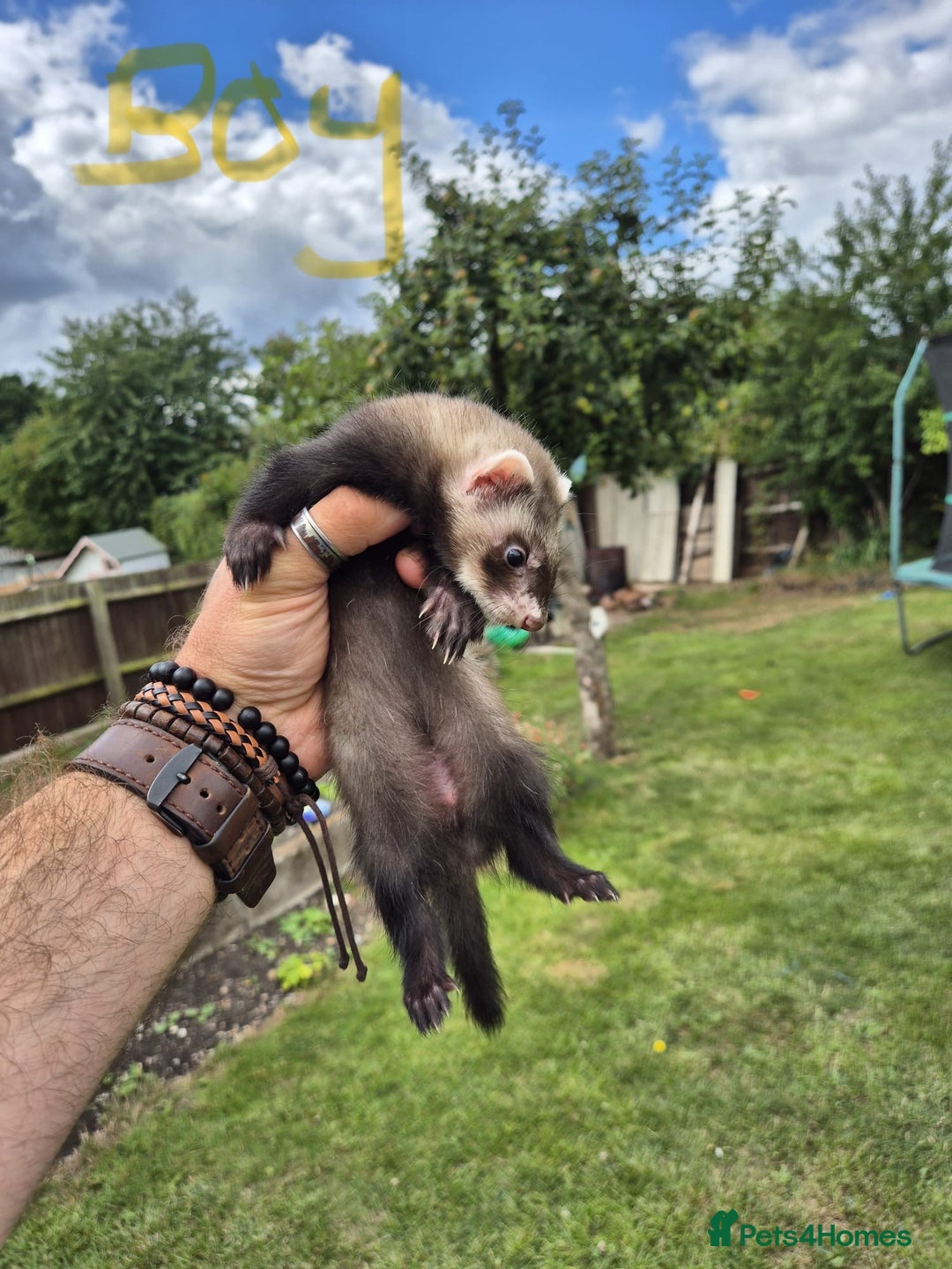 Ferret rodents for sale: Baby ferrets looking for their forever home  - Image 2