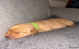 Labrador Retriever dogs for sale: Labrador Retriever Pups - Image 12