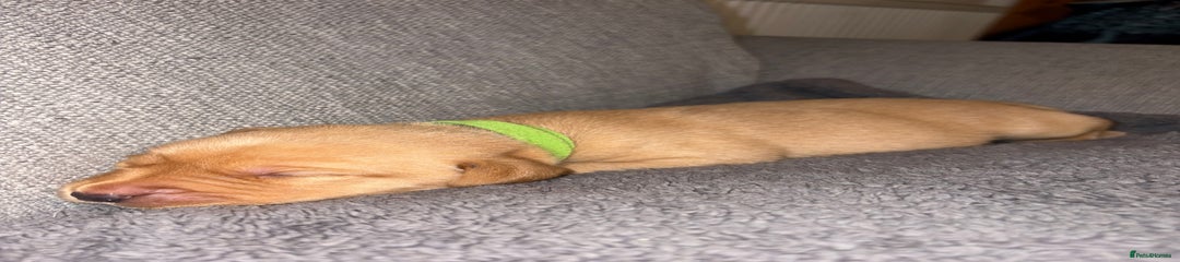 Labrador Retriever - Green