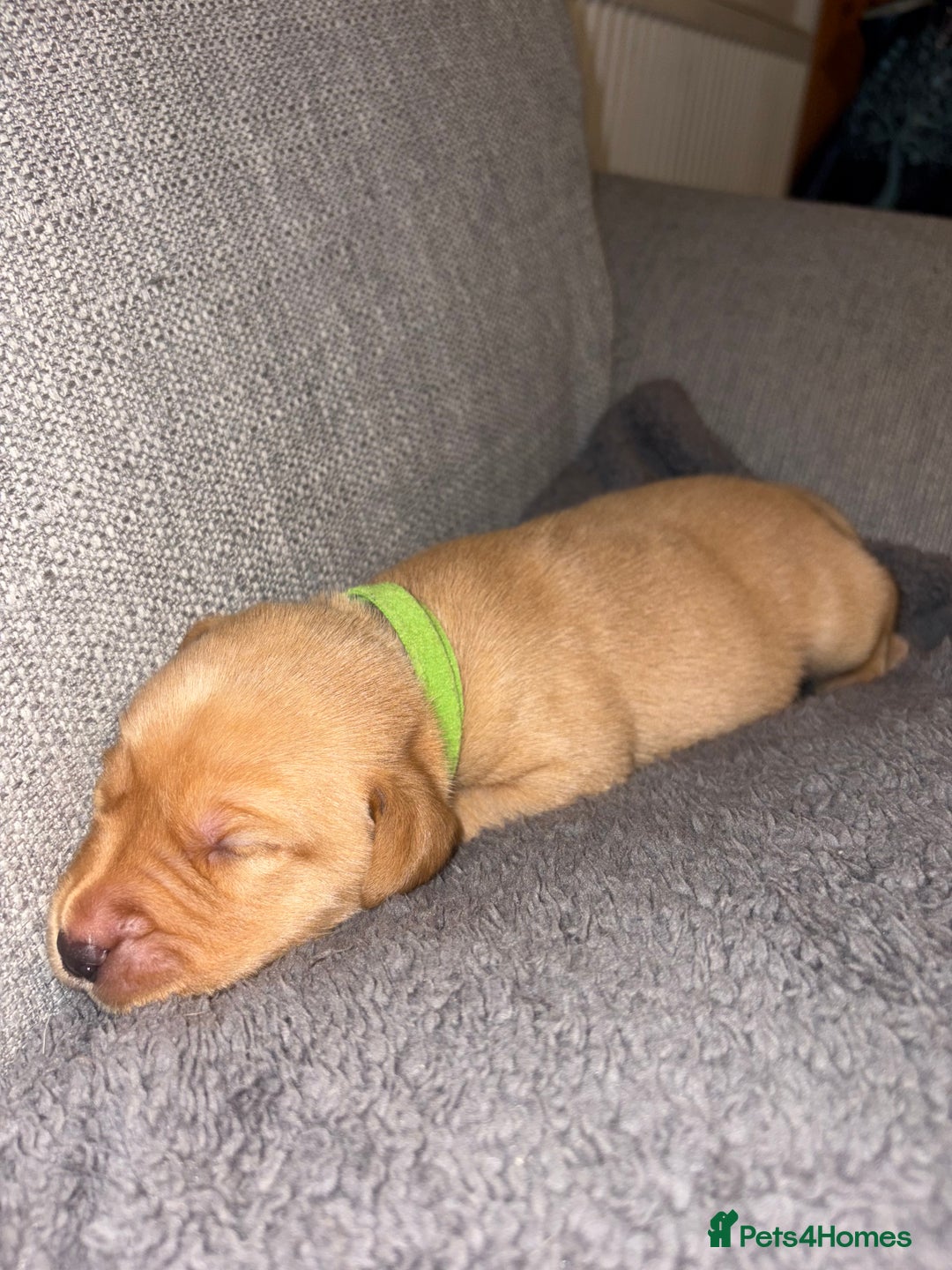 Labrador Retriever dogs for sale: Labrador Retriever Pups - Image 12