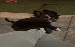 Border Collie dogs for sale: Beautiful 4 month old collie from working family - Image 3