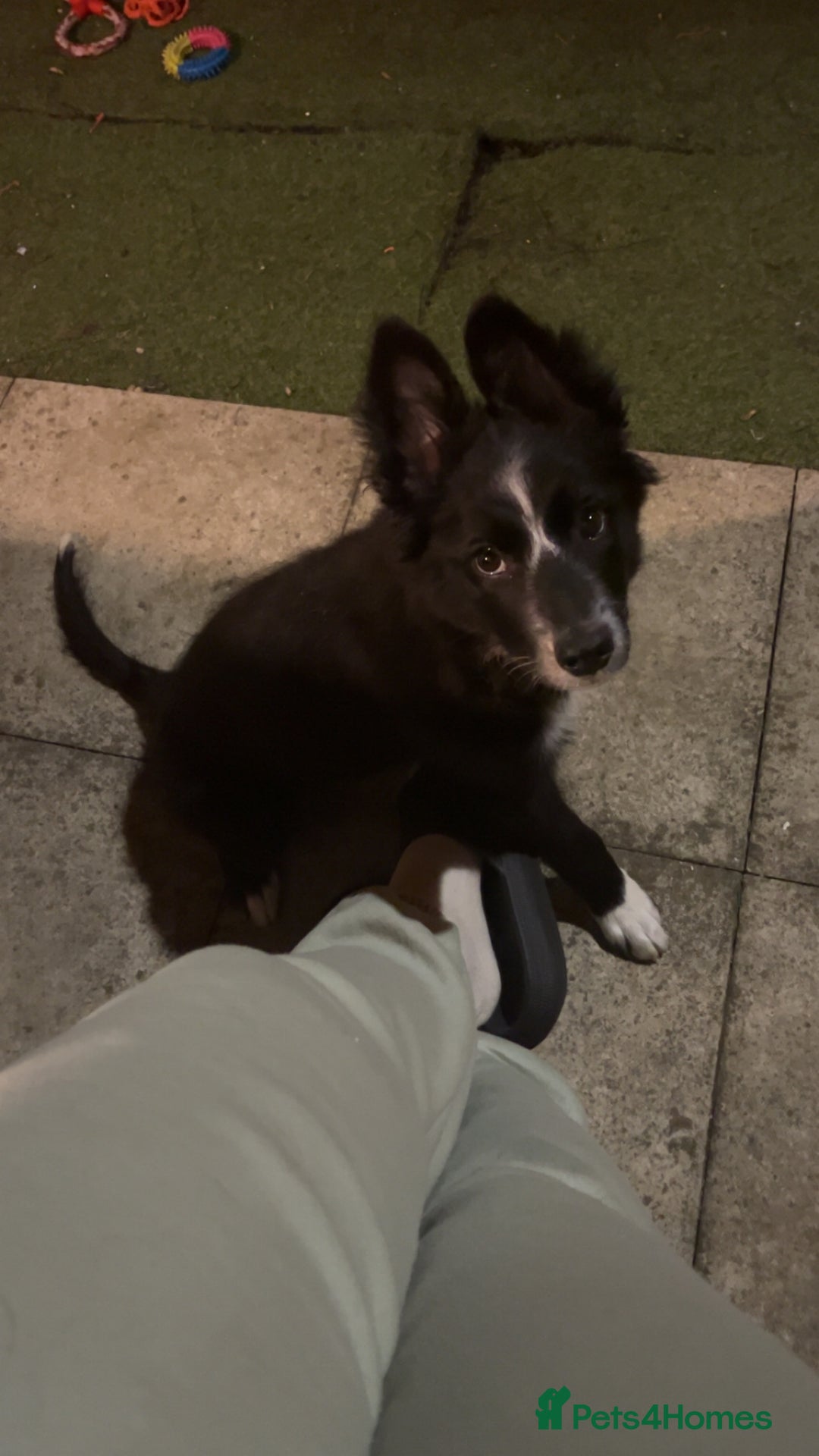 Border Collie dogs for sale: Beautiful 4 month old collie from working family - Image 3