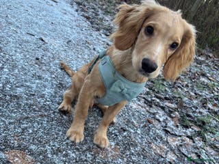 Cocker Spaniel dogs Teddy - Advert 1