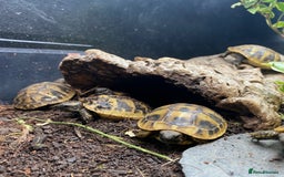 Tortoise reptiles for sale: Hermanns Tortoise (Herman) - Hatchling - Image 4
