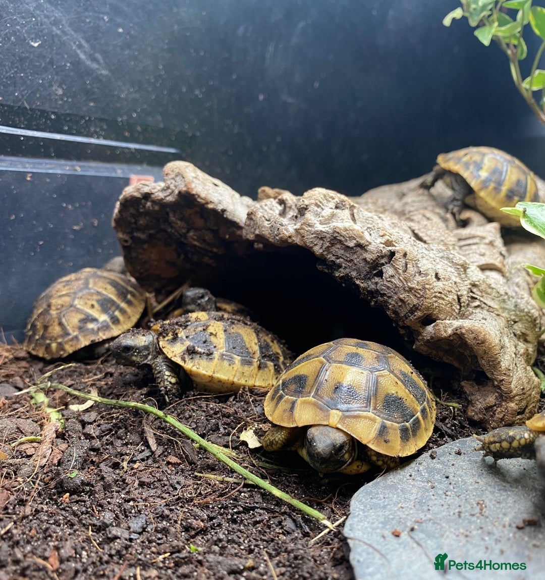 Tortoise reptiles for sale: Hermanns Tortoise (Herman) - Hatchling - Image 4