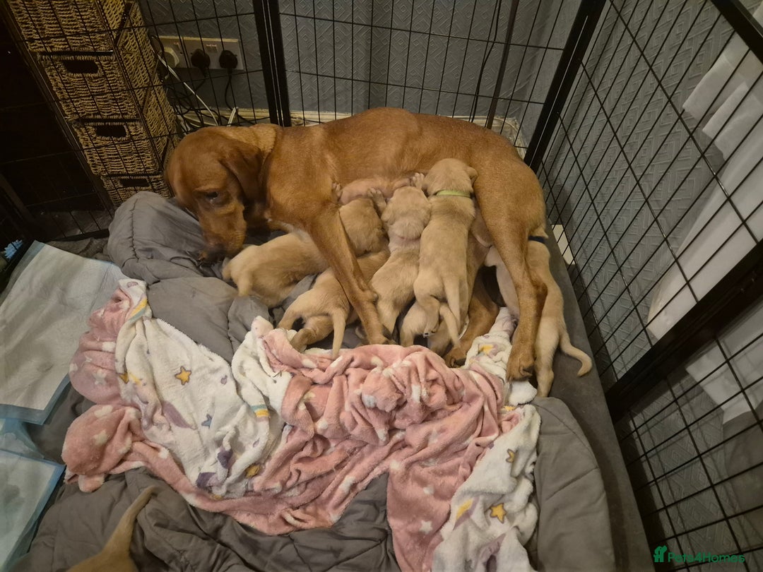 Labrador Retriever dogs for sale: Kc registered fox red puppies champion bloodlines  - Advert 12