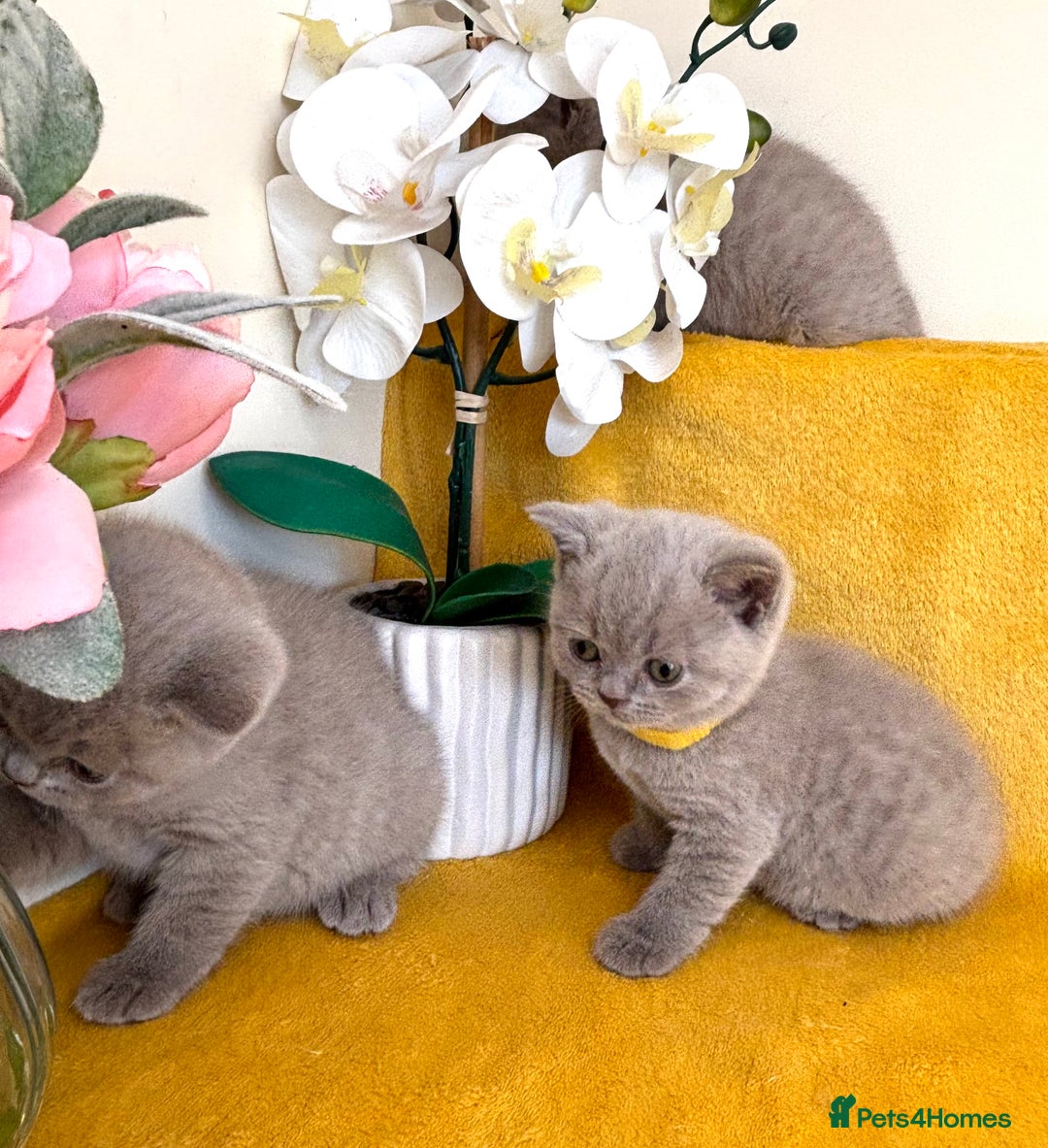 British Shorthair cats for sale: Top quality GCCF kittens  - Image 15