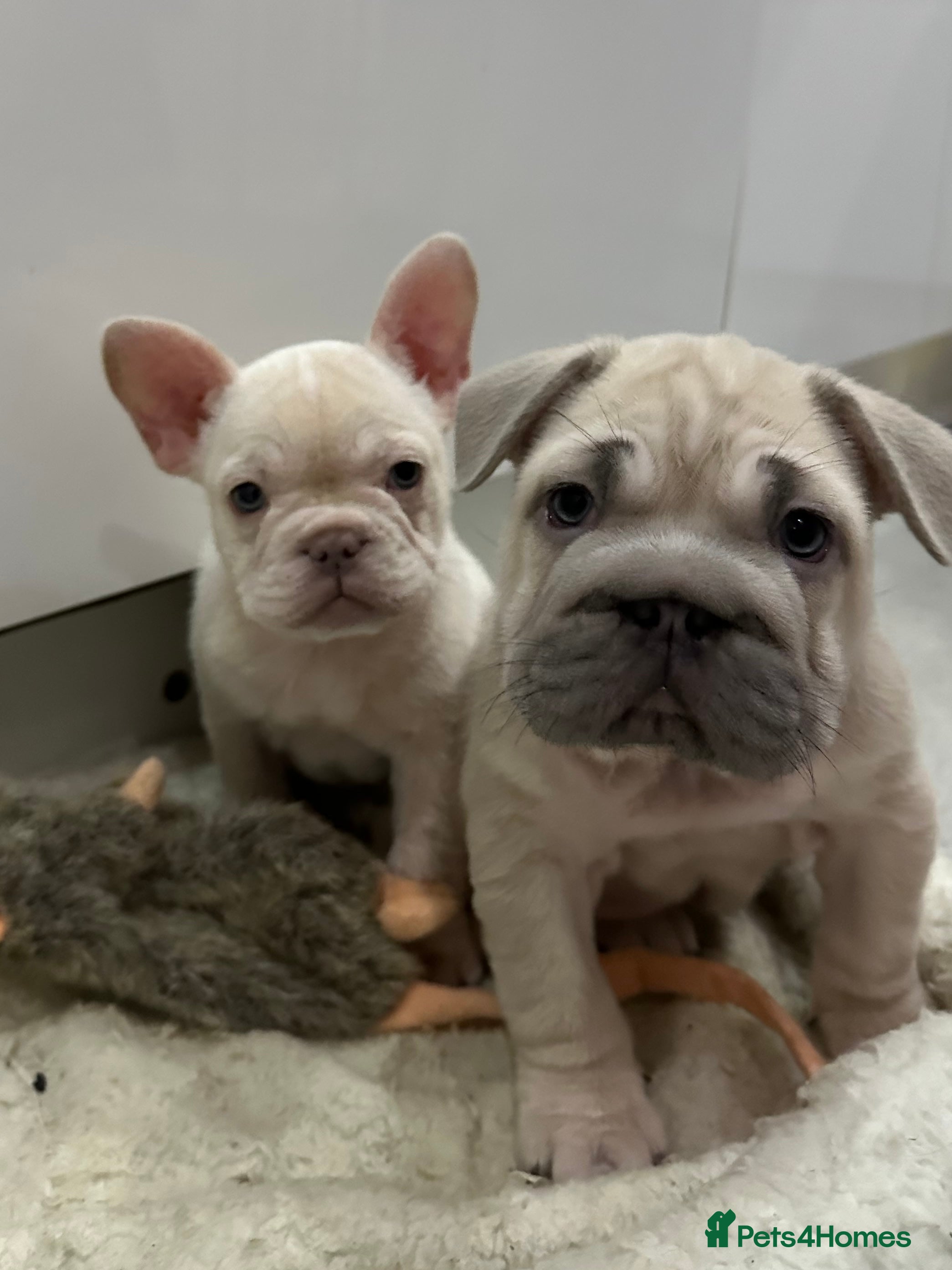 French Bulldog dogs French bulldog puppies Ready Now! - Advert 2