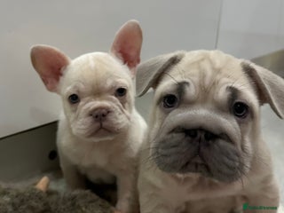 French Bulldog dogs French bulldog puppies Ready Now! - Advert 2