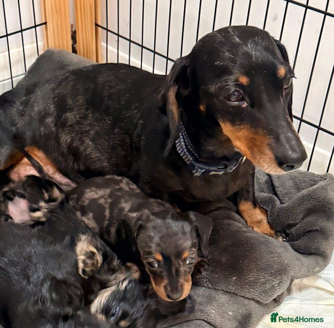 Miniature Dachshund dogs for sale: Sausage Puppies! - Advert 2
