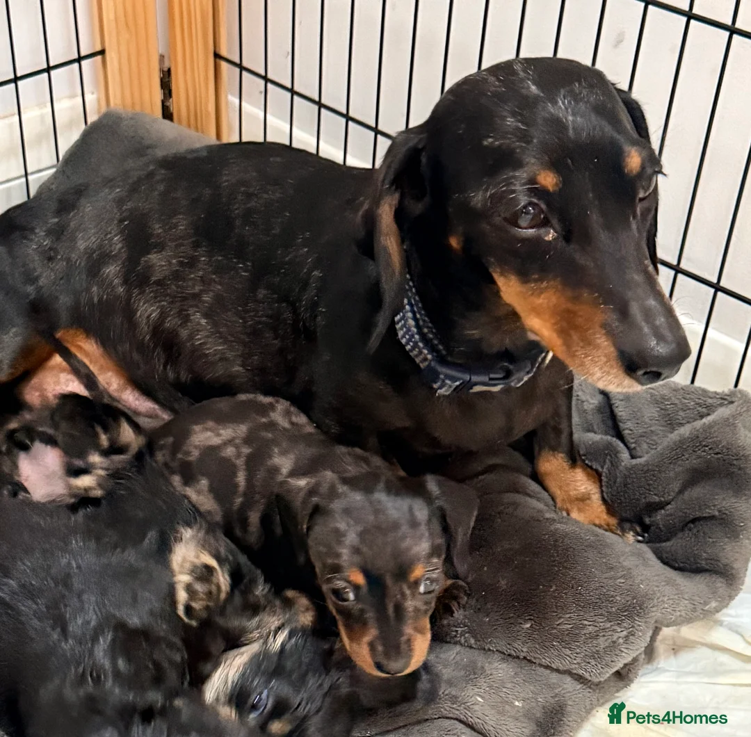 Miniature Dachshund dogs for sale: Sausage Puppies! - Advert 2