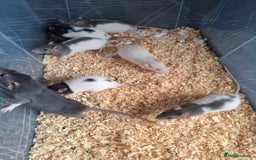 Rat rodents for sale: BABY RATS - Advert 4