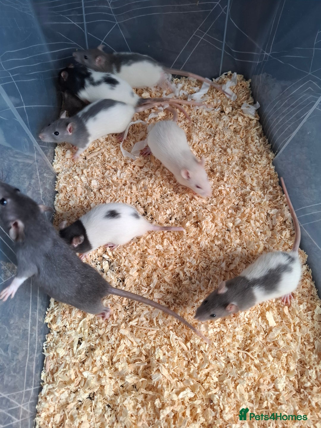 Rat rodents for sale: BABY RATS - Advert 4