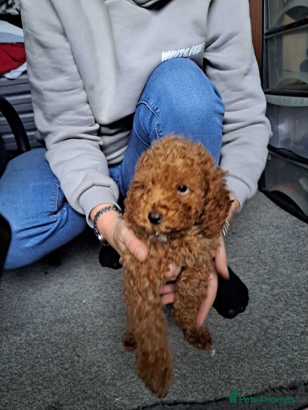 Cockapoo dogs for sale: Stunning toy cockapoo - Image 6