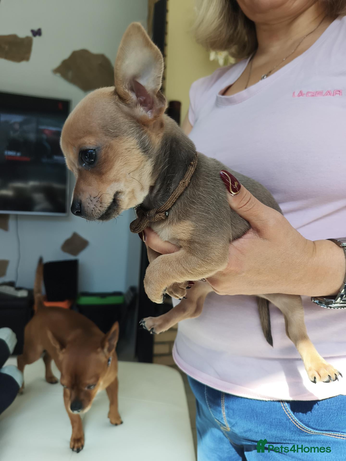 Chihuahua dogs 🐾4 Adorable Chihuahua Puppies Need Loving Homes🐾 - Advert 2