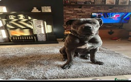 Cane Corso dogs for sale: Male cane corso (intact) 2yrs old - Image 2